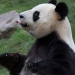 Le Panda mâle du Zoo de Beauval