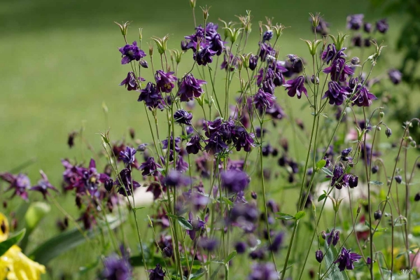 Festival de fleurs au jardin