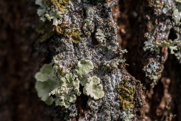 Lichen