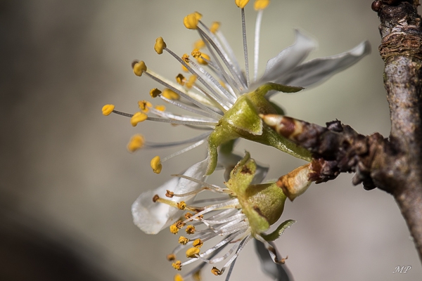 Arbre fruitier déjà en fleurs