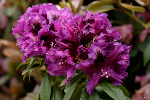 Festival de fleurs au jardin