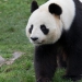 La  femelle Panda du Zoo de Beauval