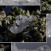 Quelques lichens