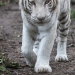 Tigre blanc du zoo de Beauval