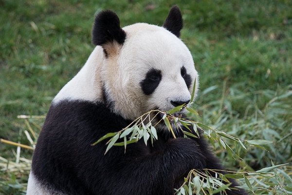 Le Panda mâle du Zoo de Beauval