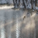 Le Loiret sous la neige