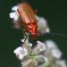 Nature: Cantharis