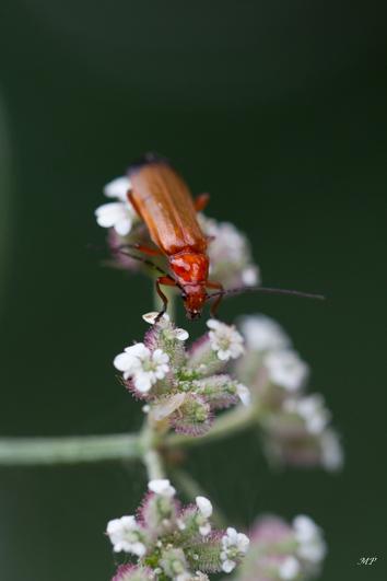 Nature: Cantharis